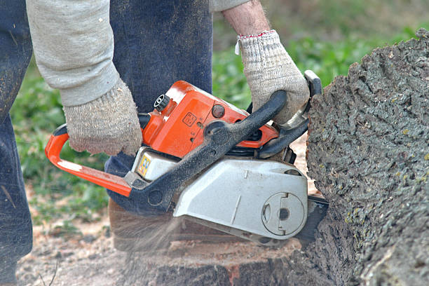 Latimer, MS Tree Removal Services Company